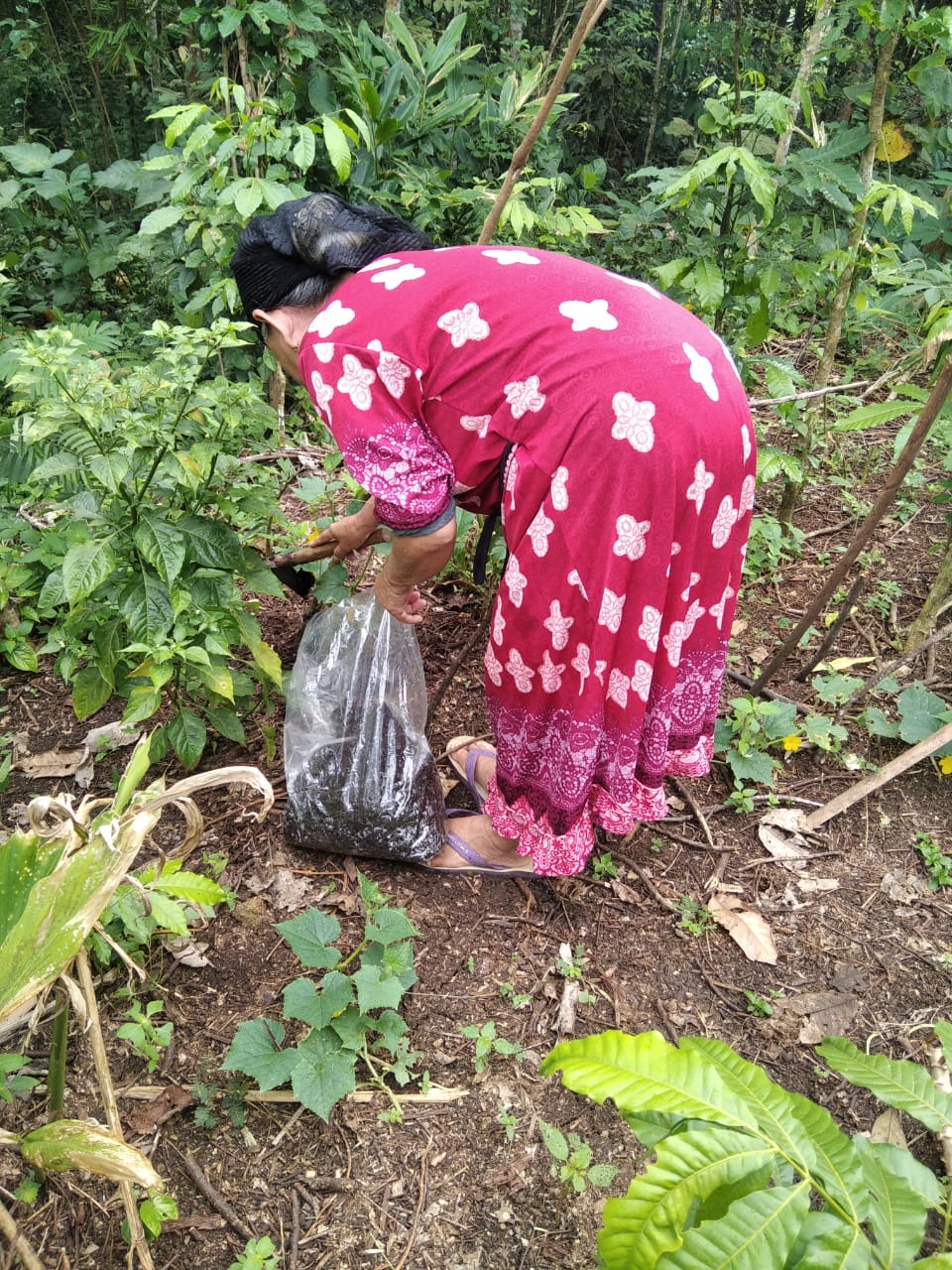 An Indonesian farmer tends to a garden